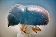 Ernocladius sp_1930Java 14663