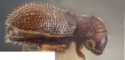 Ernoporus papuanus 10422