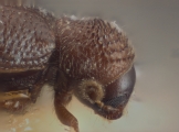 Ernoporus papuanus 10422