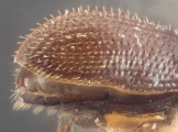 Ernoporus papuanus 10422