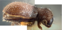 Ernoporus papuanus 10422