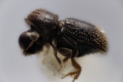 Ernoporicus capucinus 12219