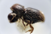 Ernoporicus capucinus 12219