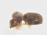 Ernoporus concentralis 12220