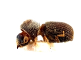 Ernoporus concentralis 12220