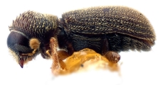 Ernoporicus fagi 12221