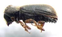 Ernoporicus fagi 13552