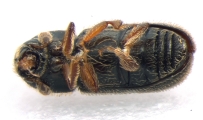 Ernoporicus fagi 13552