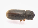 Ernoporicus fagi 13552