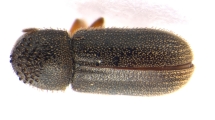 Ernoporicus fagi 13552
