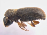 Ernoporicus fagi 13647
