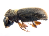 Ernoporicus fagi 13647