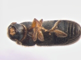 Ernoporicus fagi 13647