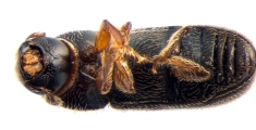 Ernoporicus fagi 13647