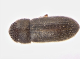 Ernoporicus fagi 13647
