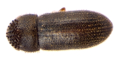 Ernoporicus fagi 13647