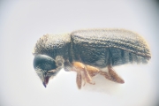 Ernoporicus fagi 14730