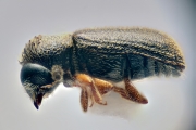Ernoporicus fagi 14730