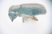 Ernoporicus fagi 14730