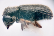 Ernoporicus fagi 14730