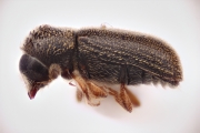 Ernoporicus fagi 14730