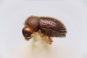 Trischidias atomus 14911
