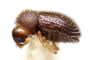 Trischidias atomus 14911