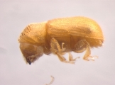 Ernoporicus semenovi 13596