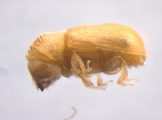 Ernoporicus semenovi 13596