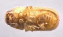 Ernoporicus semenovi 13596