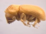Ernoporicus semenovi 13596