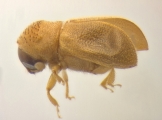 Ernoporicus semenovi 14130