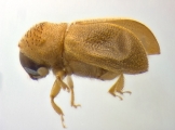 Ernoporicus semenovi 14130