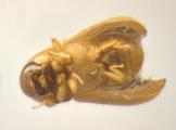 Ernoporicus semenovi 14130