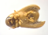 Ernoporicus semenovi 14130