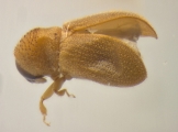 Ernoporicus semenovi 14130