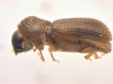 Ernoporicus sp_large 13958