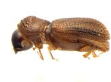 Ernoporicus sp_large 13958