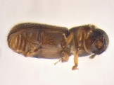 Ernoporicus sp_large 13958