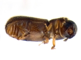 Ernoporicus sp_large 13958