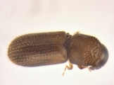 Ernoporicus sp_large 13958