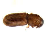 Ernoporicus sp_large 13958