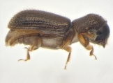 Ernoporicus sp_large 14149