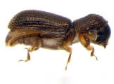 Ernoporicus sp_large 14149