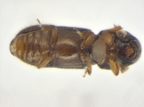 Ernoporicus sp_large 14149