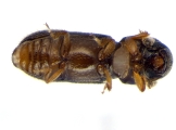 Ernoporicus sp_large 14149