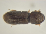 Ernoporicus sp_large 14149