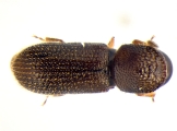 Ernoporicus sp_large 14149