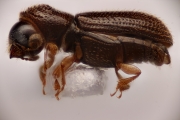 Ernoporicus sp_large 14847