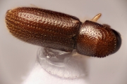 Ernoporicus sp_large 14847